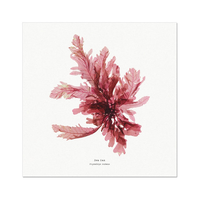 Square Seaweed Print Wall Art | Sea Oak No 1 - Unframed