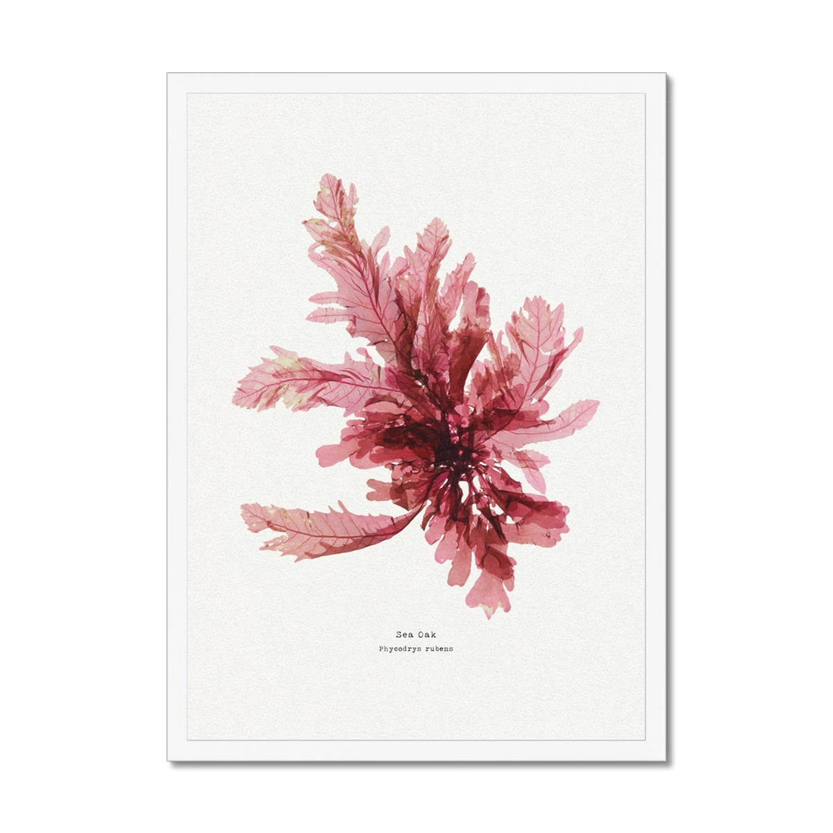 Seaweed Print Wall Art | Sea Oak No 1 - Framed Seaweed Pressing