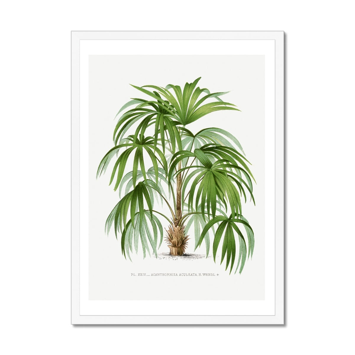 Macaw Palm Tree Print | Vintage Botanical Palm Art Print - Framed