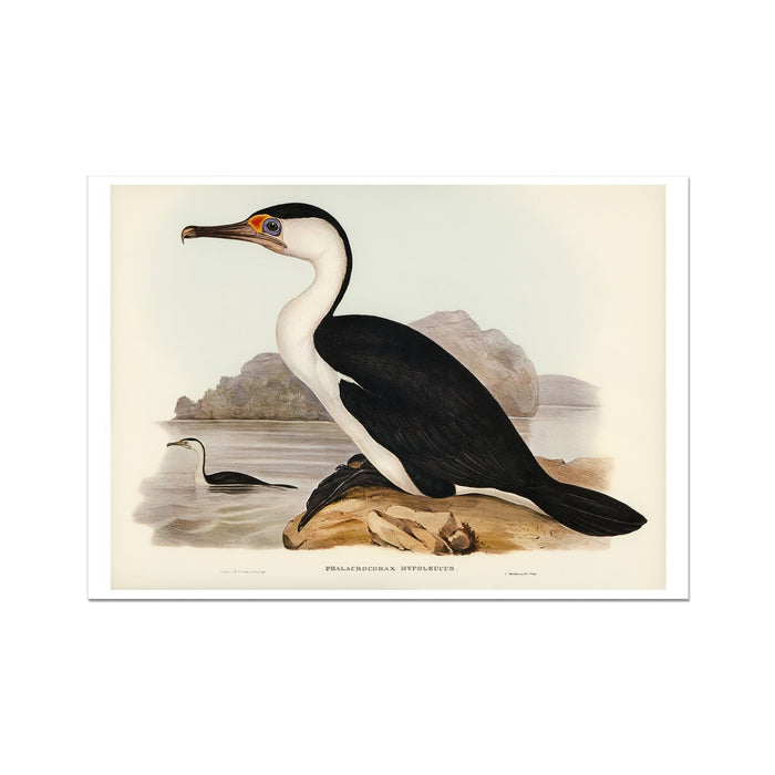 Cormorant Bird Print | Vintage Bird Art Print - Unframed