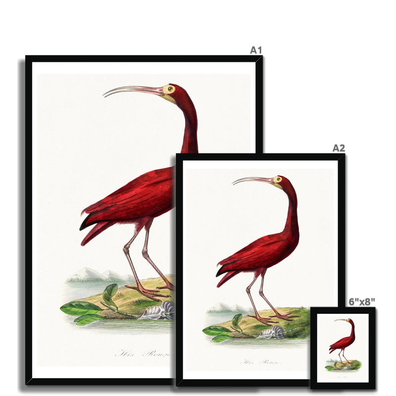 Red Ibis | Vintage Bird Art Print - Framed