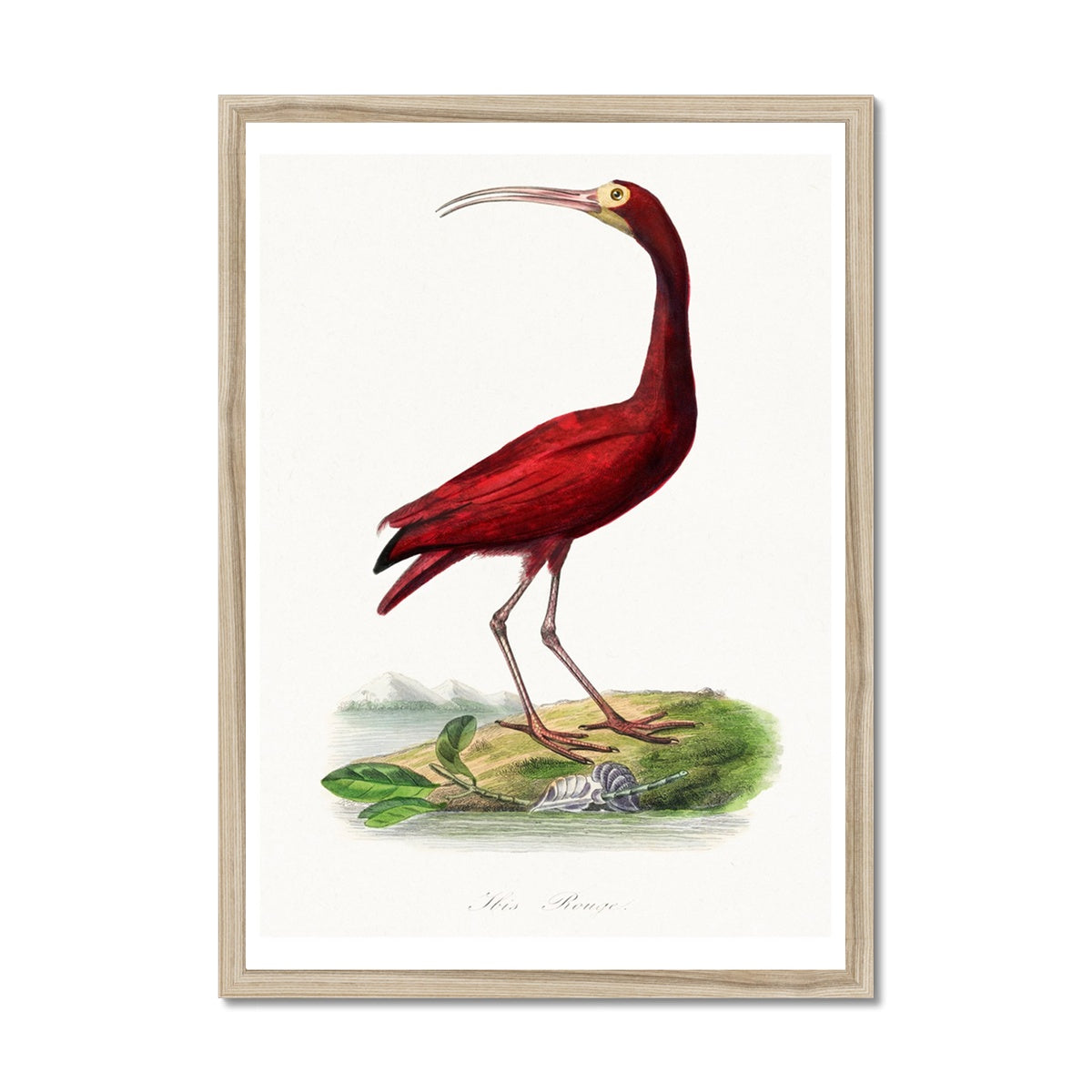 Red Ibis | Vintage Bird Art Print - Framed