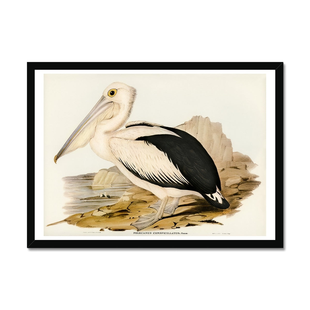 Pelican Painting | Vintage Bird Art Print - Framed