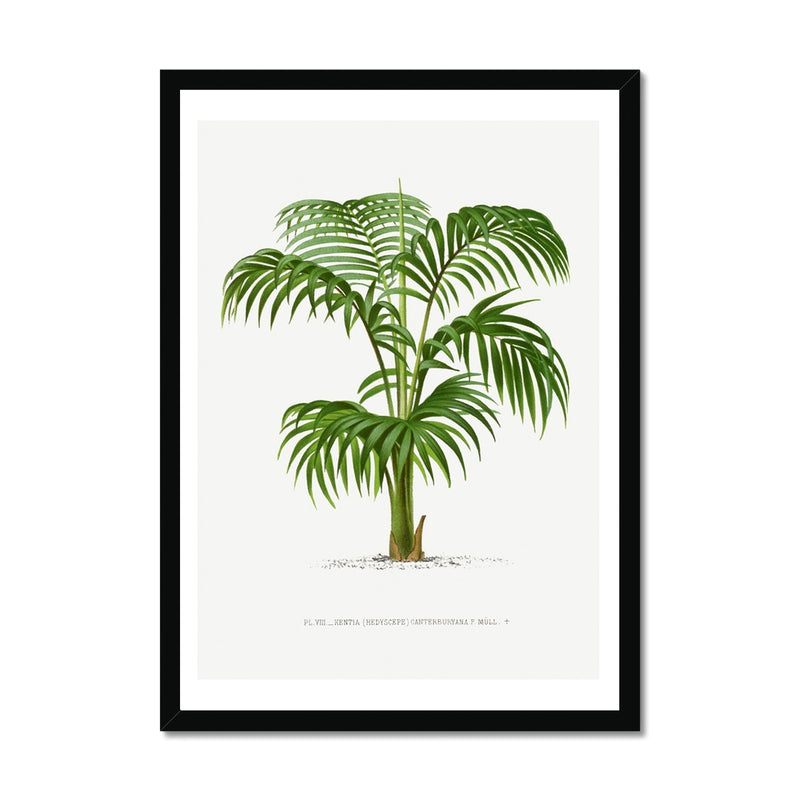 Kentia Palm Tree Print | Vintage Botanical Palm Art Print - Framed