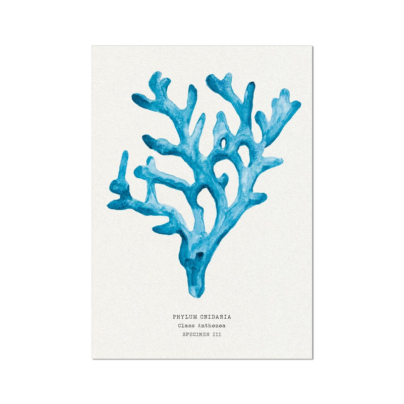 Coral Wall Art | Sea Blue Art Print | Specimen 3 - Unframed Beach House Art