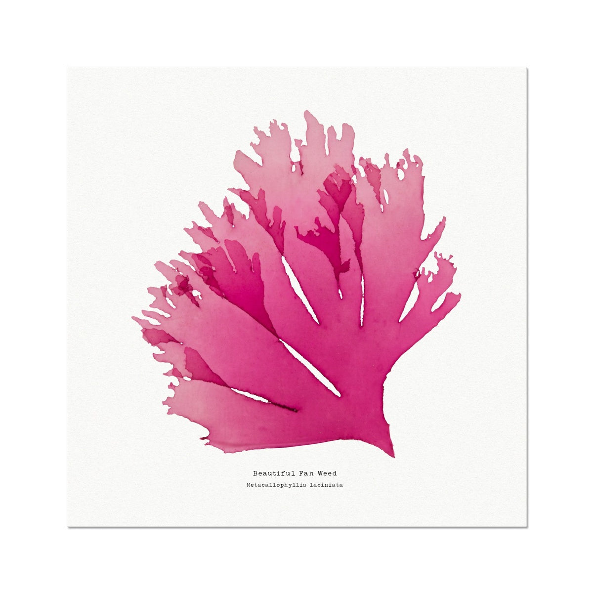 Seaweed Print Wall Art (Square) Beautiful Fan Weed No 1 - Unframed