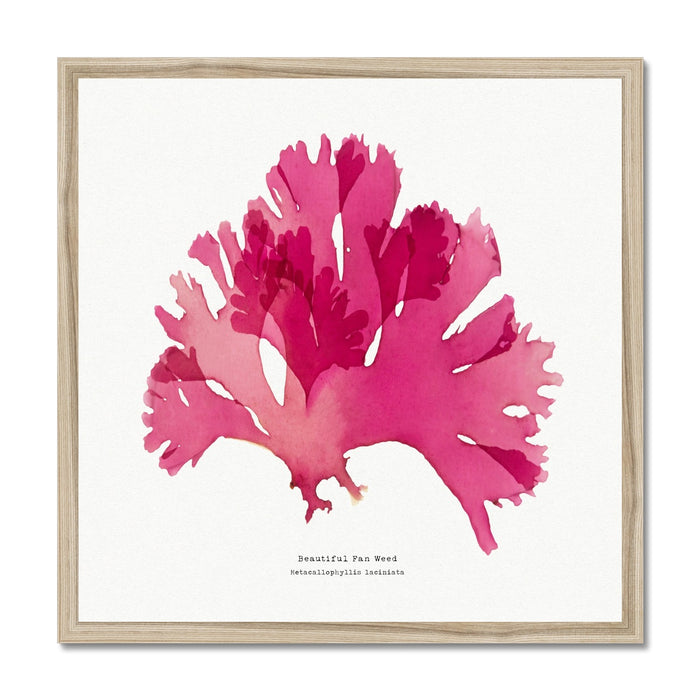 Seaweed Print Wall Art (Square) Beautiful Fan Weed No 2 - Framed