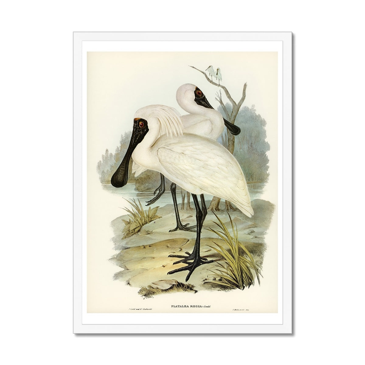 Spoonbill (Royal) Vintage Bird Art Print - Framed