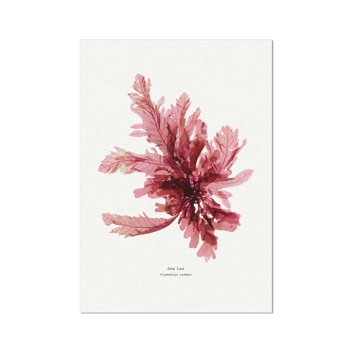 Seaweed Print Wall Art | Sea Oak No 1 - Unframed Seaweed Pressing