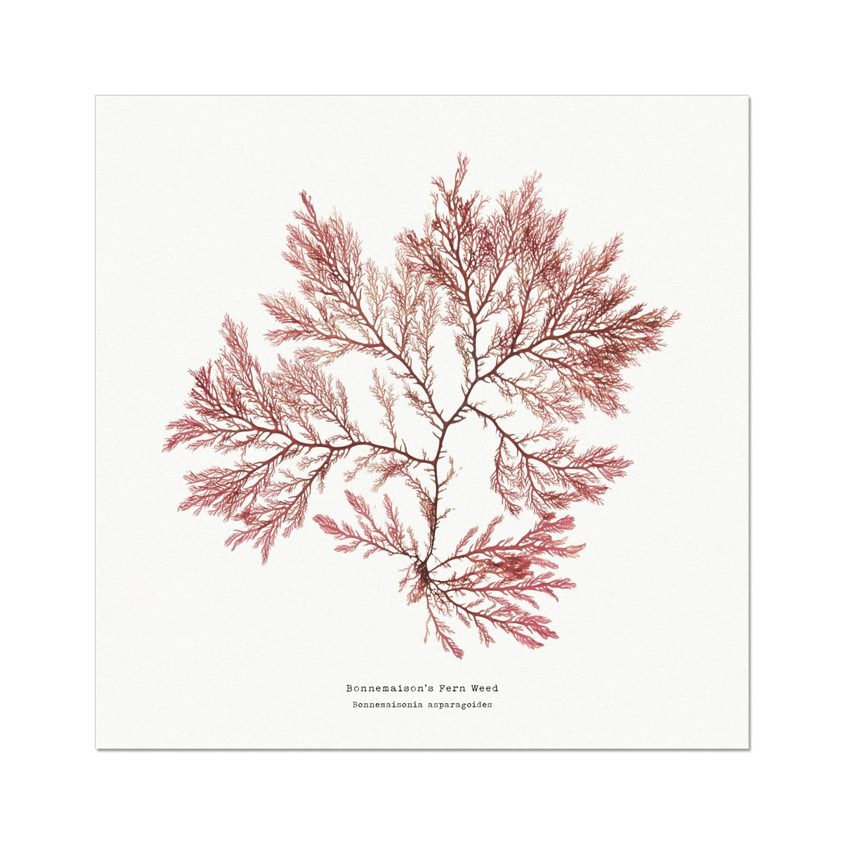 Square Seaweed Print | Pressed Seaweed Print Fern Weed No 2 - Unframed