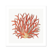 Reef Coral Print No 4 | Vintage Coral Art Print - Unframed