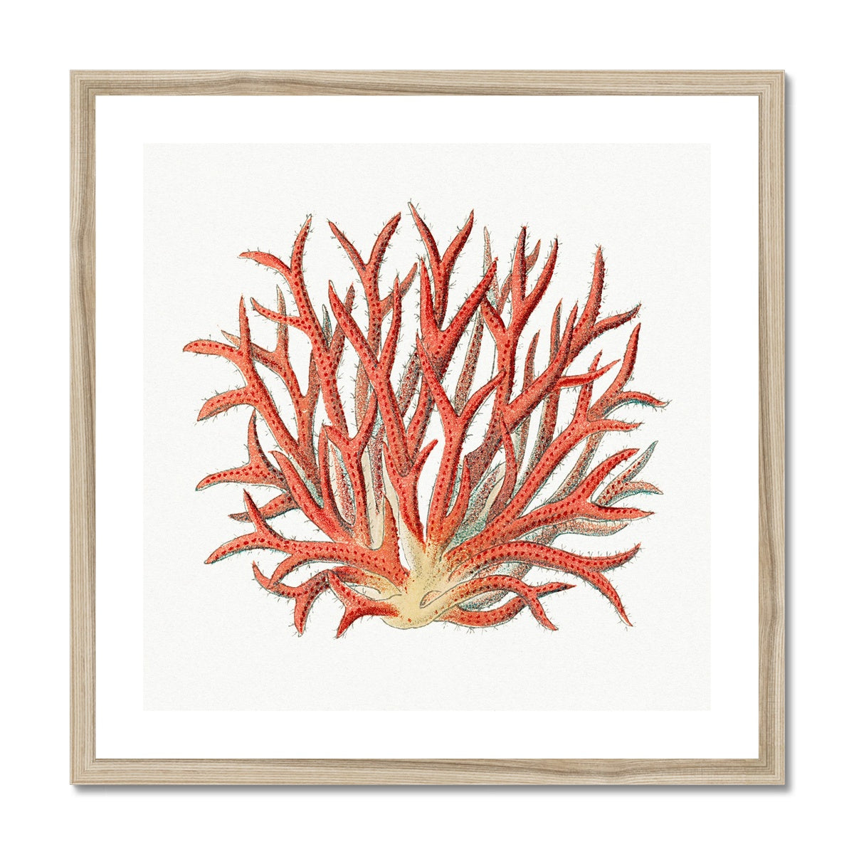 Reef Coral Print No 4 | Vintage Coral Art Print - Framed