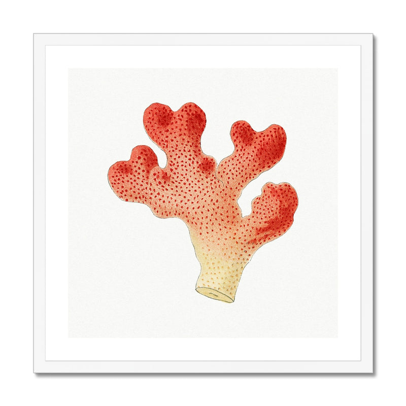 Reef Coral Print No 1 | Vintage Coral Art Print - Framed