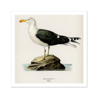 Seagull Painting | Vintage Bird Art Print - Unframed