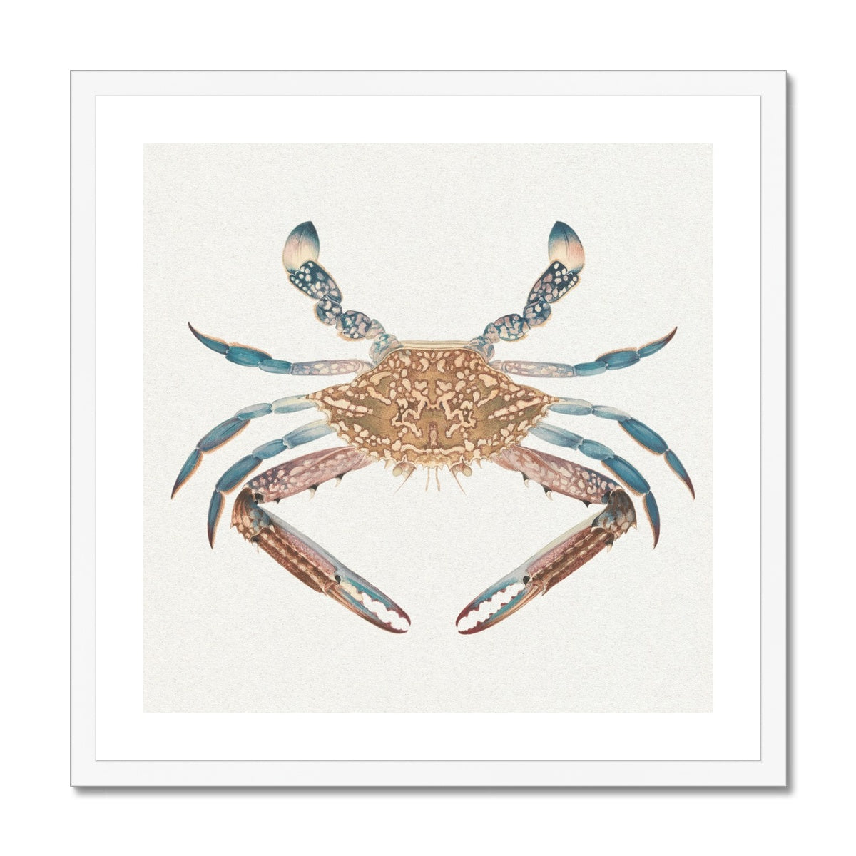 Vintage Crab Painting | Shellfish Wall Art Print - Framed