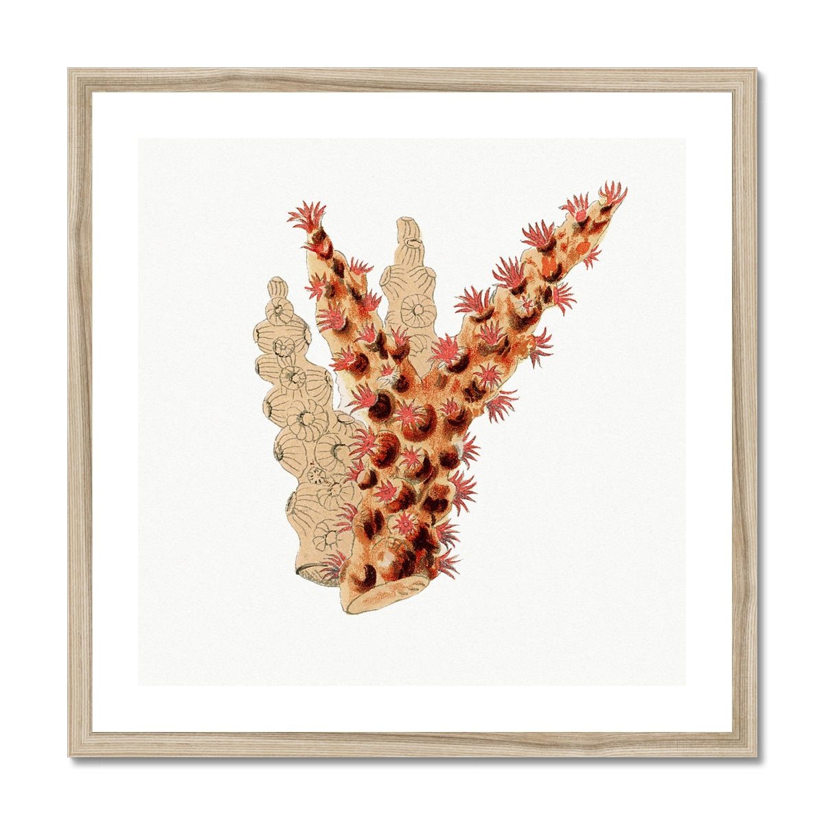 Reef Coral Print No 3 | Vintage Coral Wall Art - Framed