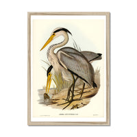 Heron (Great Grey) Vintage Bird Art Print - Framed