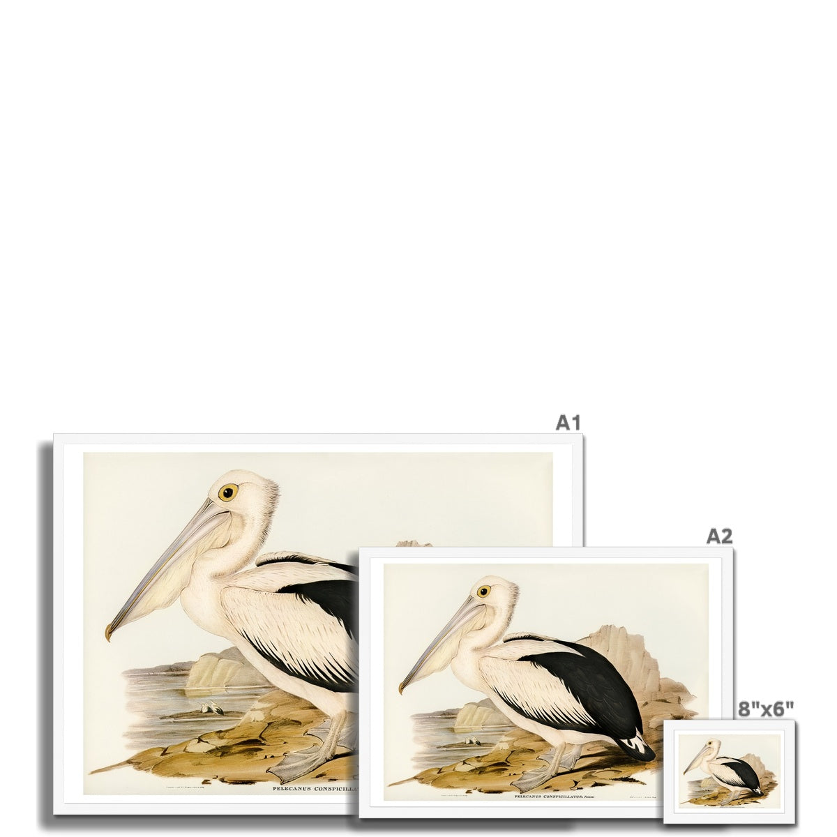 Pelican Painting | Vintage Bird Art Print - Framed