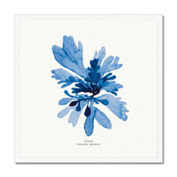 Seaweed Art | Dulse No 1 | Square - Framed Beach House Art