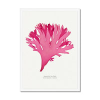 Beautiful Fan Weed No 3 Seaweed Print |Pressed Seaweed Art - Framed