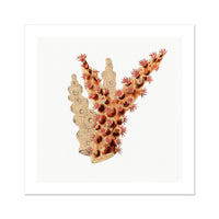 Reef Coral Print No 3 | Vintage Coral  Wall Art - Unframed