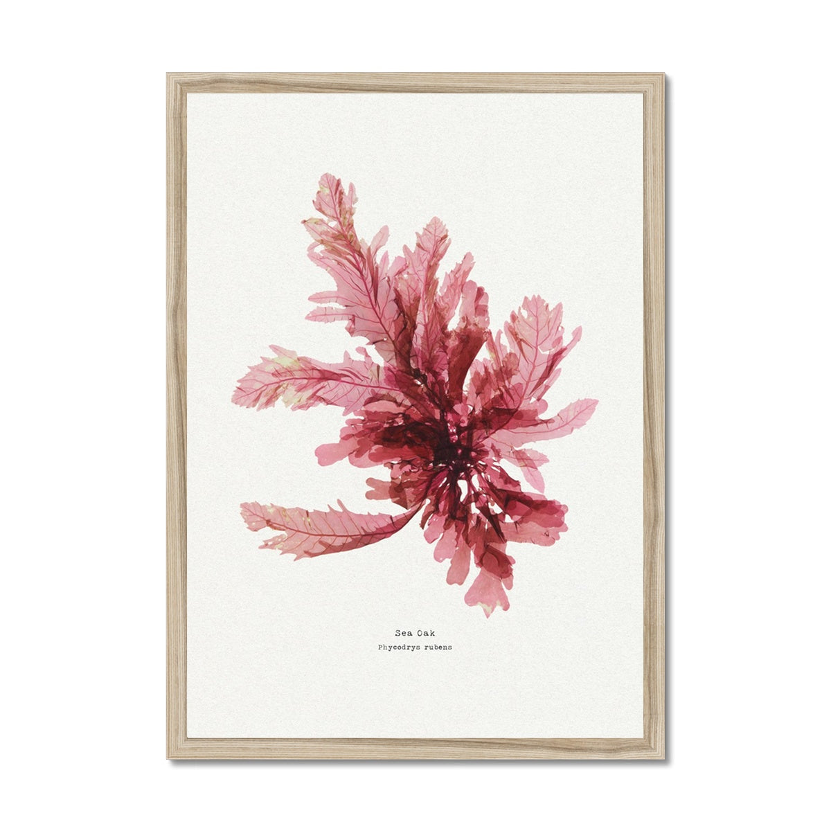 Seaweed Print Wall Art | Sea Oak No 1 - Framed Seaweed Pressing