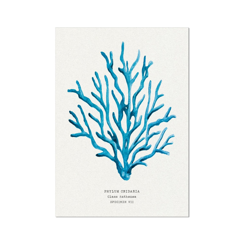 Coral Wall Art | Sea Blue Art Print | Specimen 7 - Unframed Beach House Art