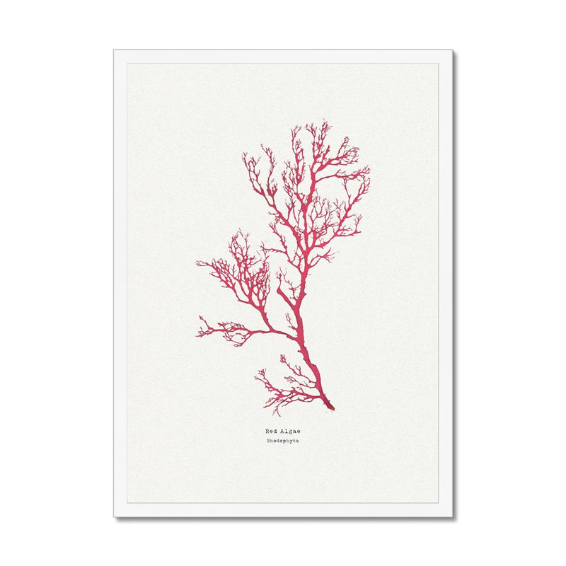 Seaweed Print Wall Art | Red Algae No 1 - Framed Seaweed Pressing