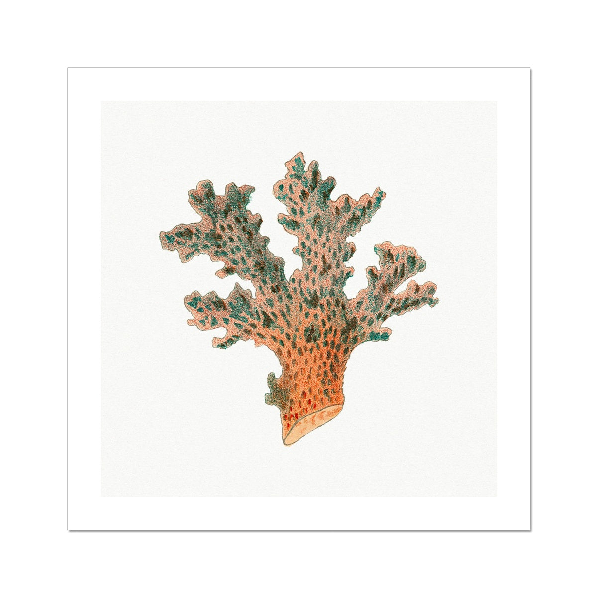 Reef Coral Print No 2 | Vintage Coral Art Print - Unframed