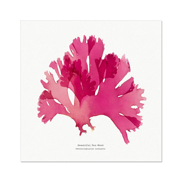 Seaweed Print Wall Art (Square) Beautiful Fan Weed No 2 - Unframed