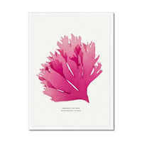 Seaweed Print Wall Art (Portrait) Beautiful Fan Weed No 1 - Framed Red Seaweed Print