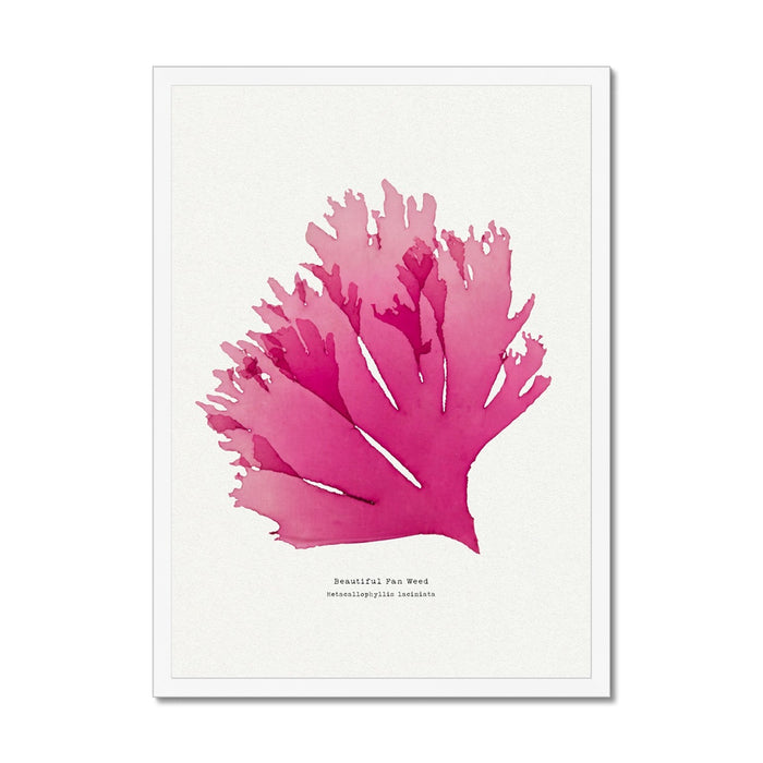 Seaweed Print Wall Art (Portrait) Beautiful Fan Weed No 1 - Framed Red Seaweed Print