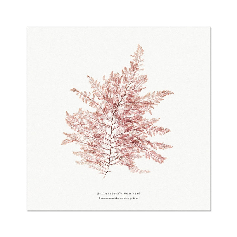 Square Seaweed Print Wall Art | Fern Weed No 1 - Unframed