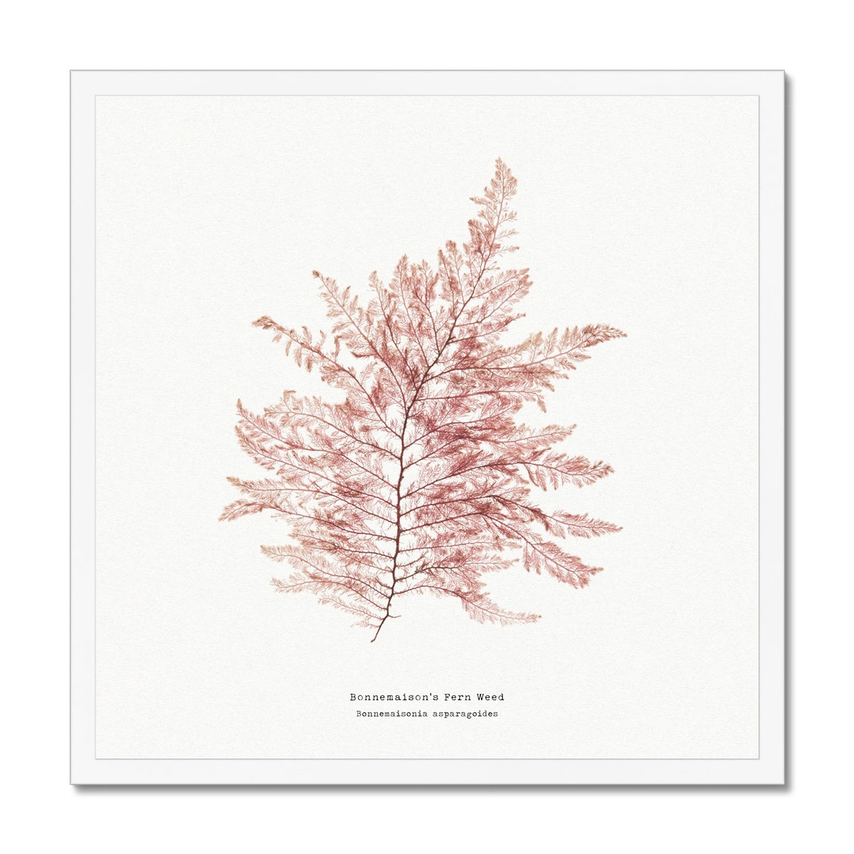 Square Seaweed Print Wall Art | Fern Weed No 1 - Framed