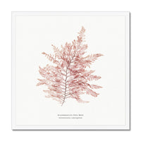 Square Seaweed Print Wall Art | Fern Weed No 1 - Framed