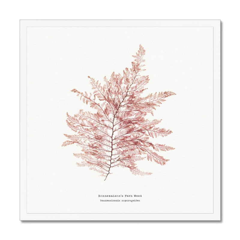 Square Seaweed Print Wall Art | Fern Weed No 1 - Framed