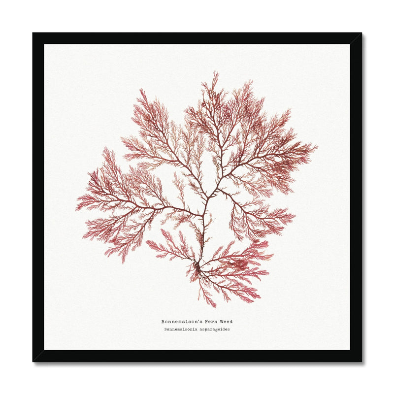 Square Seaweed Print | Pressed Seaweed Print Fern Weed No 2 - Framed