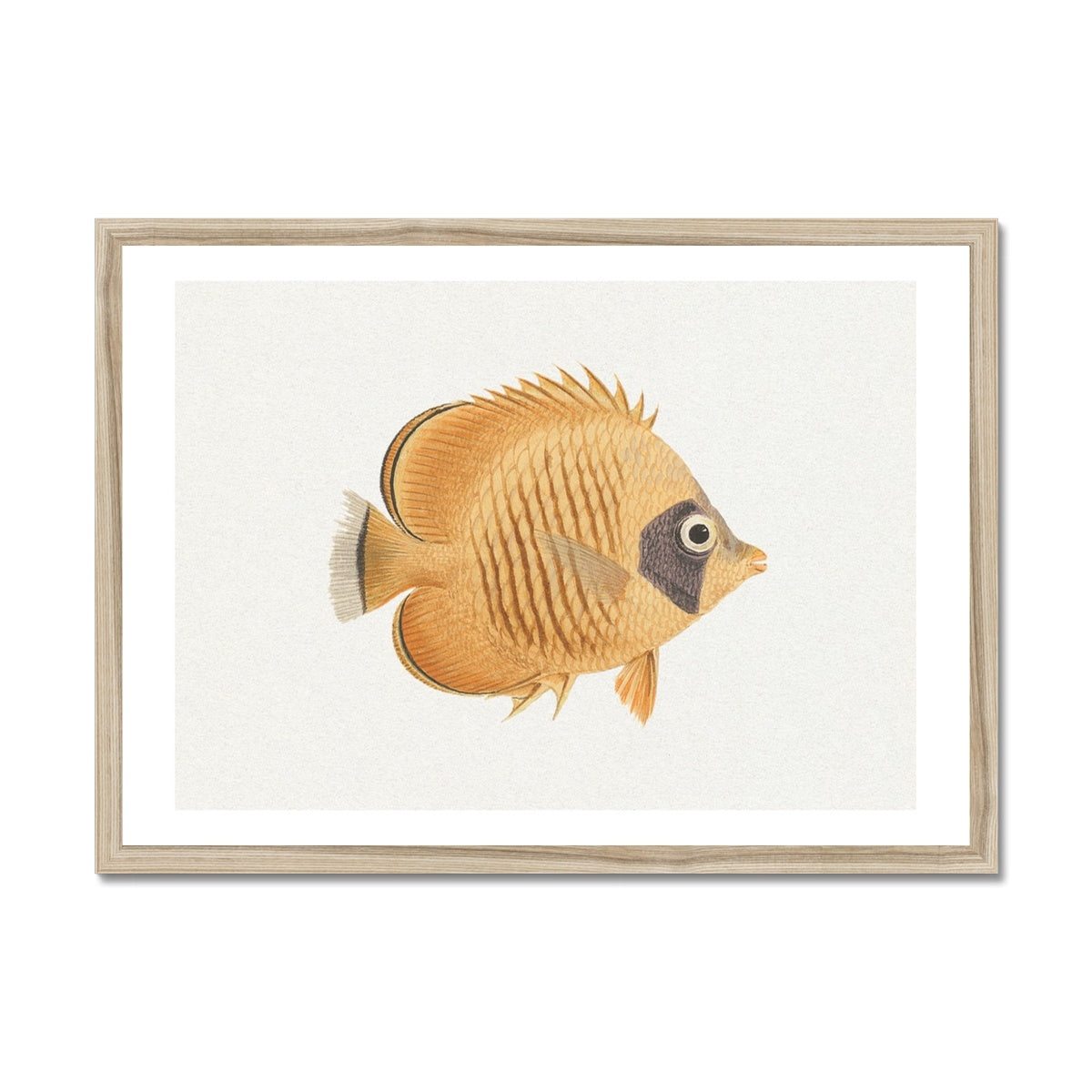 Vintage Fish Painting No. 2 | Fish Wall Art  - Framed