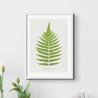 Acrostichum Crispatulum | Fern Prints | Botanical Wall Art - Unframed Art 