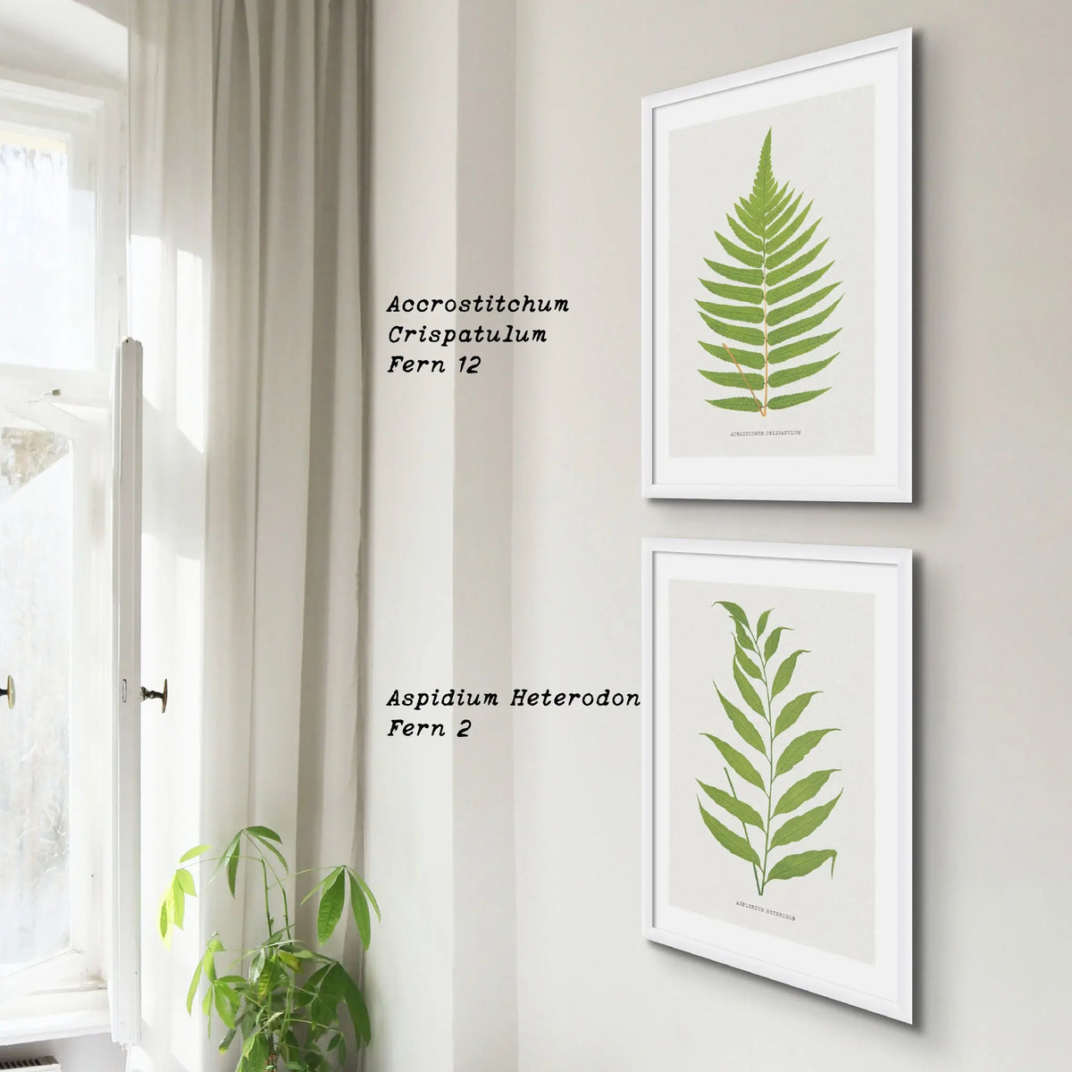 Acrostichum Crispatulum | Fern Prints | Botanical Wall Art - Unframed Art 