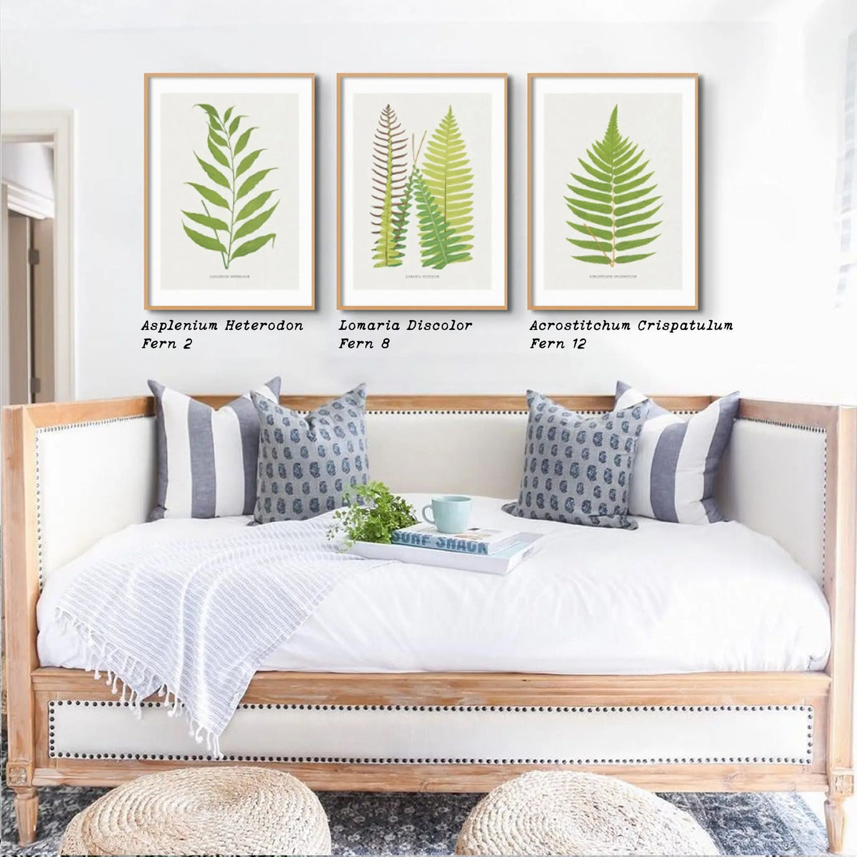 Acrostichum Crispatulum | Fern Prints | Botanical Wall Art - Unframed Art 