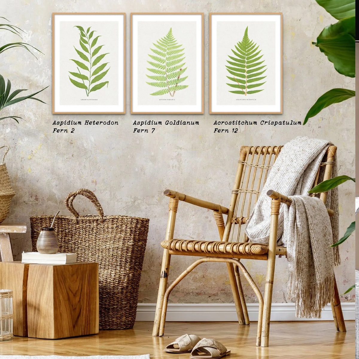 Acrostichum Crispatulum | Fern Prints | Botanical Wall Art - Unframed Art 