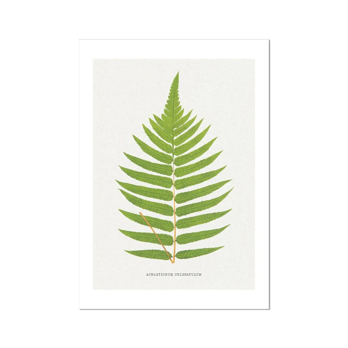 Acrostichum Crispatulum | Fern Prints | Botanical Wall Art - Unframed Art 