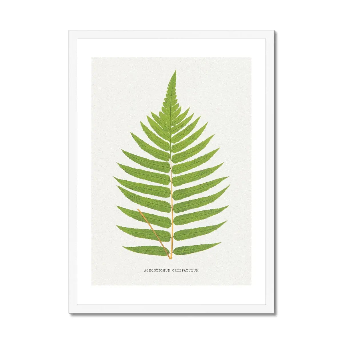 Acrostichum Crispatulum | Fern Print | Botanical Art - Framed