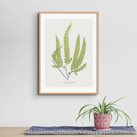 Adiantum Fulvum | Fern Print | Botanical Art Print - Framed Wall Art