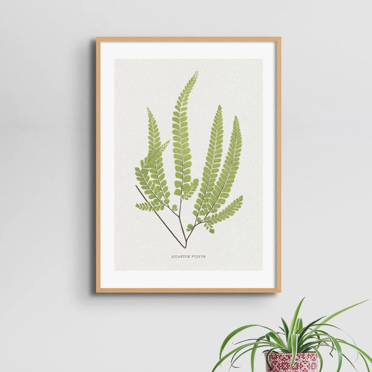 Adiantum Fulvum | Fern Prints | Botanical Wall Art - Unframed Wall Art