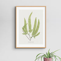 Adiantum Fulvum | Fern Prints | Botanical Wall Art - Unframed Wall Art