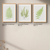 Adiantum Fulvum | Fern Prints | Botanical Wall Art - Unframed Wall Art