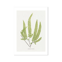 Adiantum Fulvum | Fern Prints | Botanical Wall Art - Unframed Wall Art