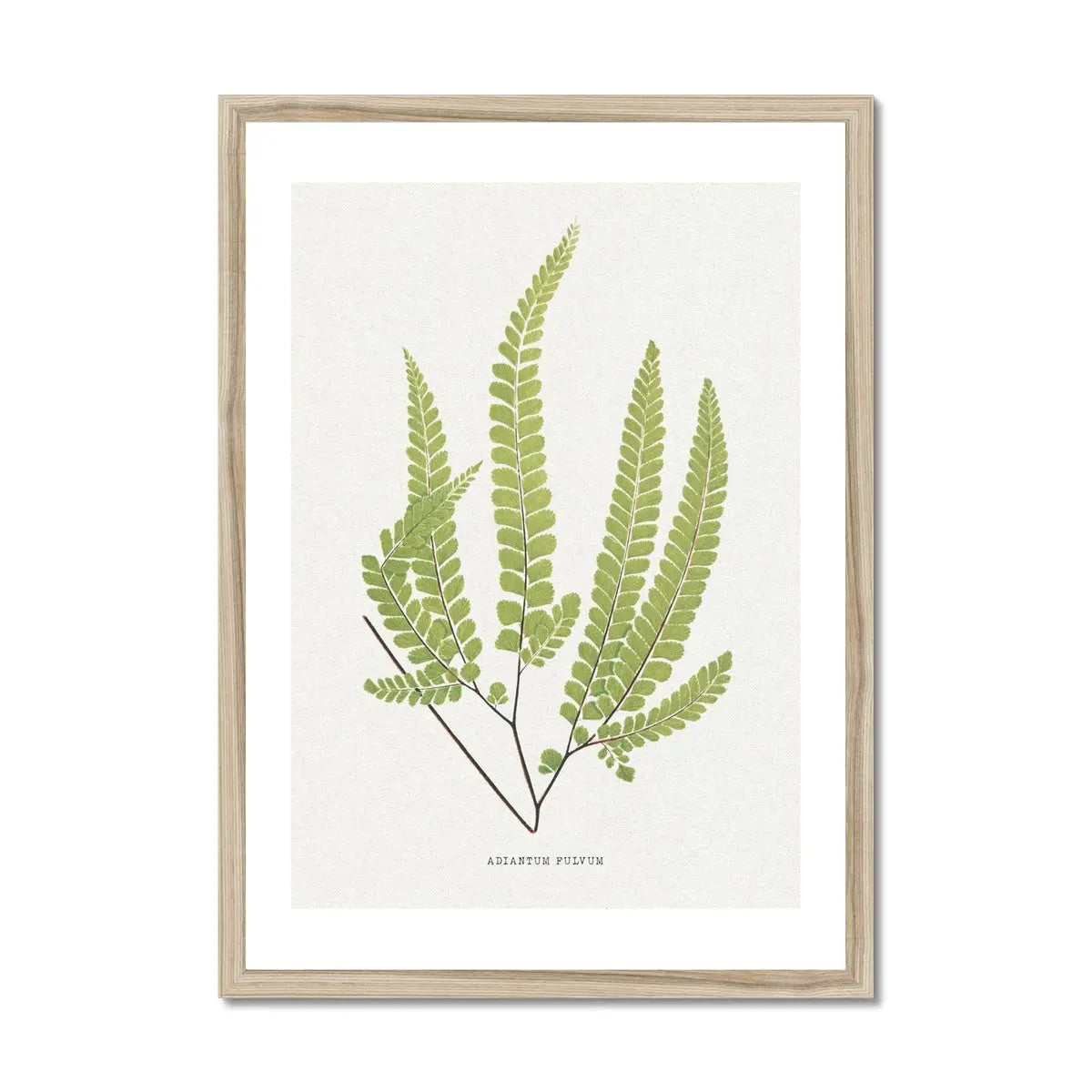 Adiantum Fulvum | Fern Print | Botanical Art Print - Framed Wall Art